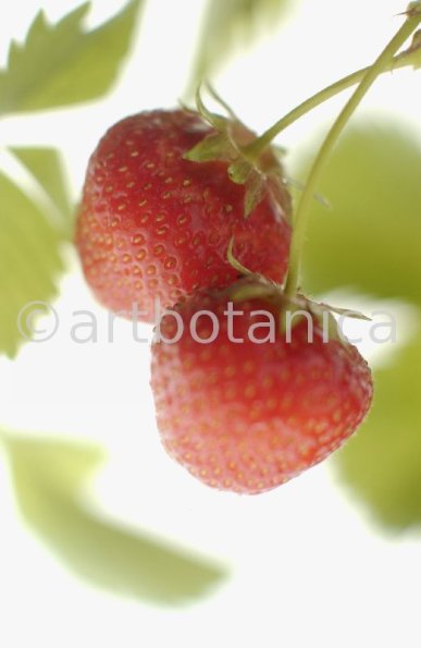 Erdbeere-Fragaria vesca-35