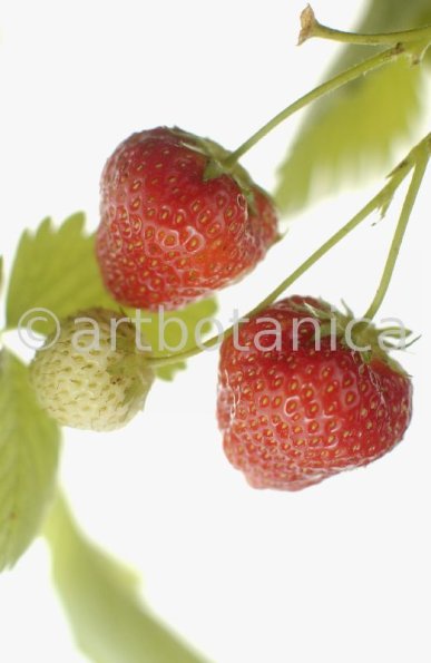 Erdbeere-Fragaria vesca-31