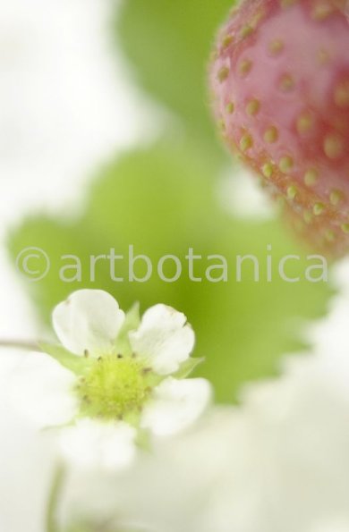 Erdbeere-Fragaria vesca-20