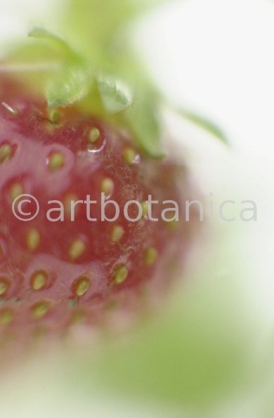 Erdbeere-Fragaria vesca-6