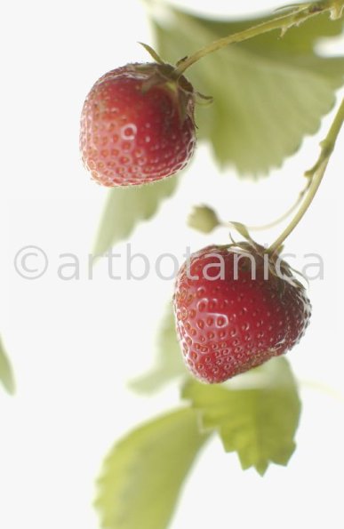 Erdbeere-Fragaria vesca-24