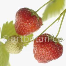 Erdbeere-Fragaria vesca-31