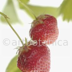 Erdbeere-Fragaria vesca-25