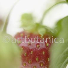 Erdbeere-Fragaria vesca-18