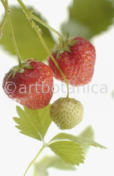 Erdbeere-Fragaria vesca-30