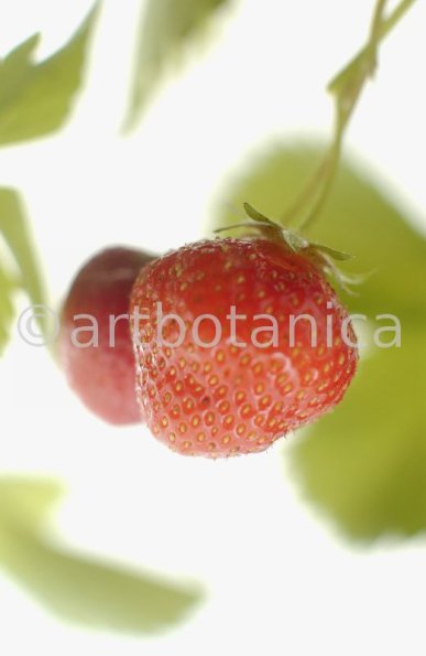 Erdbeere-Fragaria vesca-37