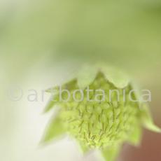 Erdbeere-Fragaria vesca-13