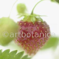 Erdbeere-Fragaria vesca-1