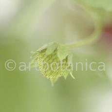 Erdbeere-Fragaria vesca-12