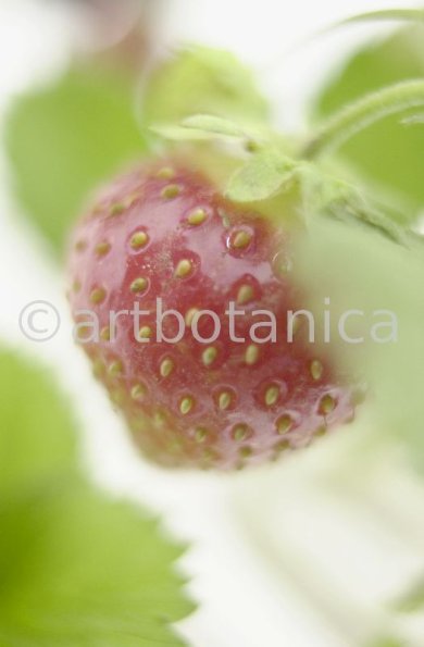 Erdbeere-Fragaria vesca-21