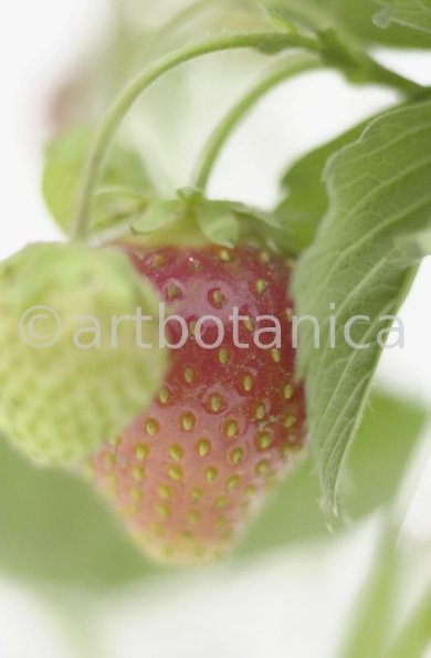 Erdbeere-Fragaria vesca-17