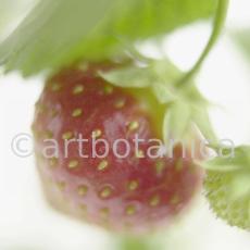 Erdbeere-Fragaria vesca-19