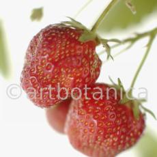 Erdbeere-Fragaria vesca-26