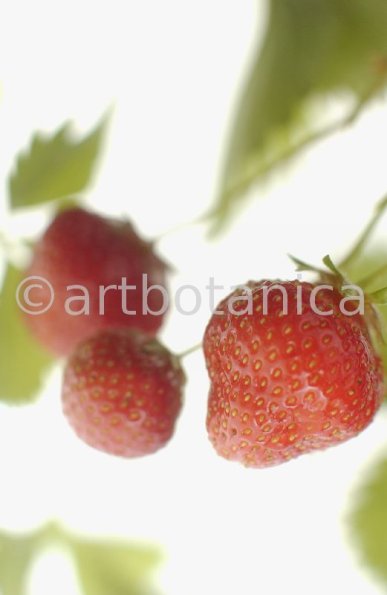 Erdbeere-Fragaria vesca-34