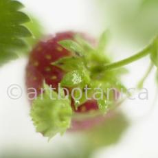 Erdbeere-Fragaria vesca-5