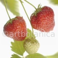 Erdbeere-Fragaria vesca-29