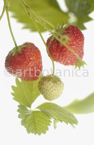 Erdbeere-Fragaria vesca-27