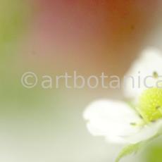 Erdbeere-Fragaria vesca-14