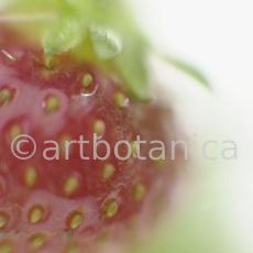 Erdbeere-Fragaria vesca-6