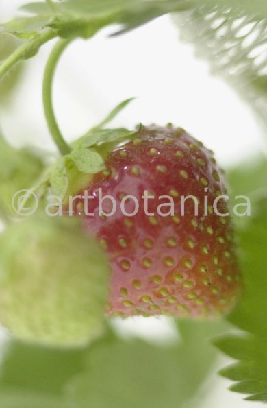 Erdbeere-Fragaria vesca-16