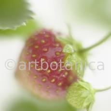 Erdbeere-Fragaria vesca-4
