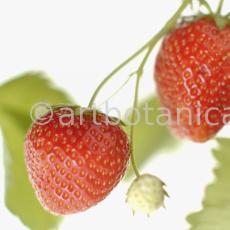 Erdbeere-Fragaria vesca-22