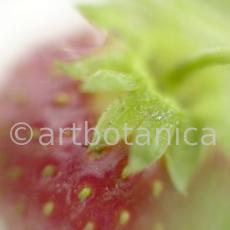 Erdbeere-Fragaria vesca-8