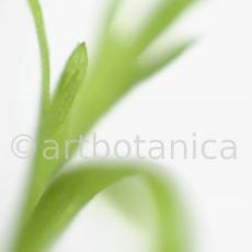 Estragon-Artemisia-dracunculus-14