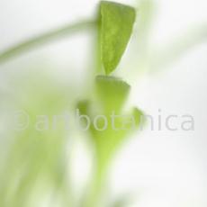 Estragon-Artemisia-dracunculus-5
