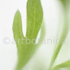 Estragon-Artemisia-dracunculus-10