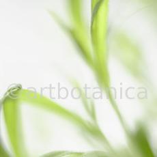 Estragon-Artemisia-dracunculus-6