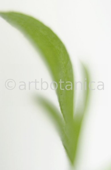 Estragon-Artemisia-dracunculus-15