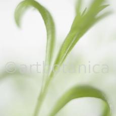 Estragon-Artemisia-dracunculus-3