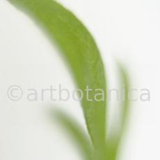 Estragon-Artemisia-dracunculus-15