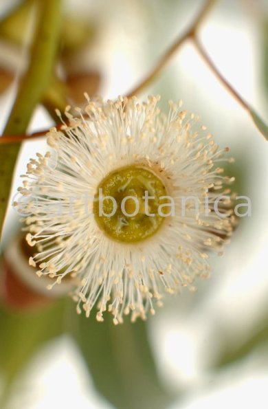 Eukalyptus-Eucalyptus-globulus-1