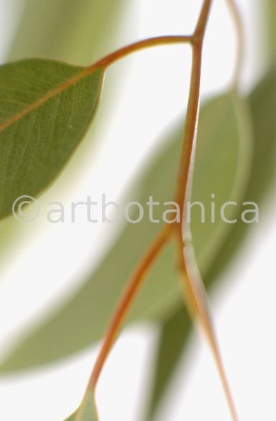 Eukalyptus-Eucalyptus-globulus-8
