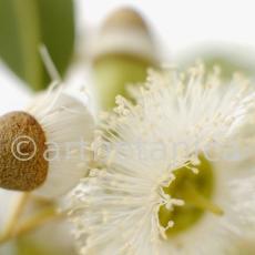Eukalyptus-Eucalyptus-globulus-22