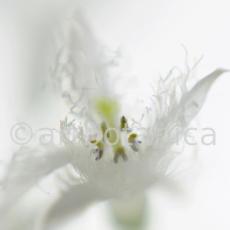 Fieberklee-Menyanthes-trifoliata-4