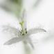 Fieberklee- Menyanthes trifolium