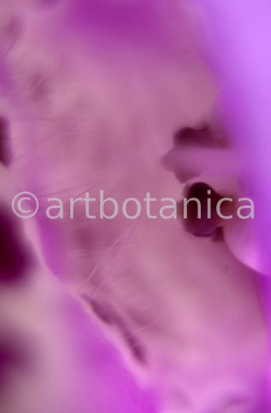 Fingerhut-Digitalis-purpurea-13