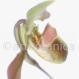 Frauenschuh- Cypripedium calceolus