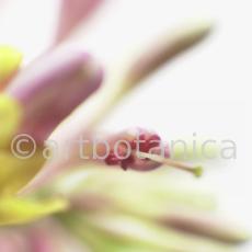 Geißblatt-Lonicera-caprifolia-3
