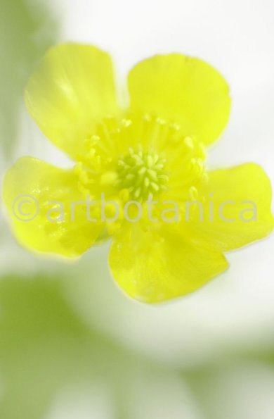 Hahnenfuss-scharfer-Ranunculus-acris-3