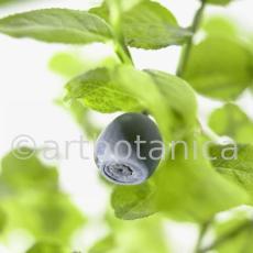 Heidelbeere-Vaccinium-myrtillus-14