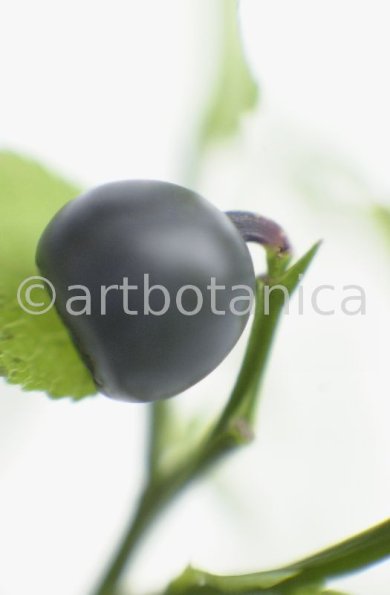 Heidelbeere-Vaccinium-myrtillus-9