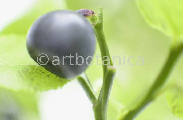 Heidelbeere-Vaccinium-myrtillus-4