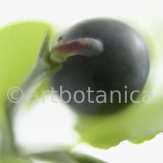 Heidelbeere-Vaccinium-myrtillus-6
