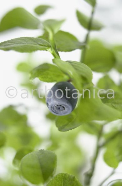 Heidelbeere-Vaccinium-myrtillus-13