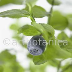 Heidelbeere-Vaccinium-myrtillus-13