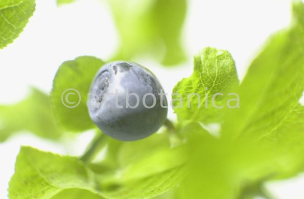 Heidelbeere-Vaccinium-myrtillus-16